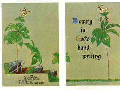 BN-342 Beauty is God's hand-writing